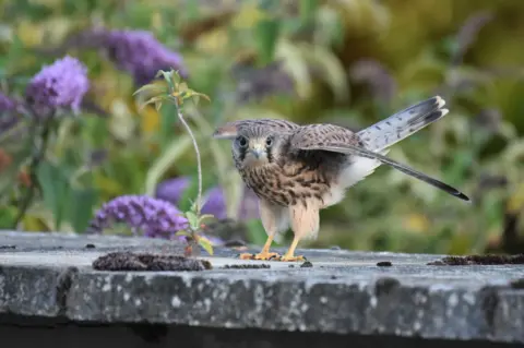Duncan Murdoch A kestrel sits on a wall with wings outstretched surrounded by purple flowers