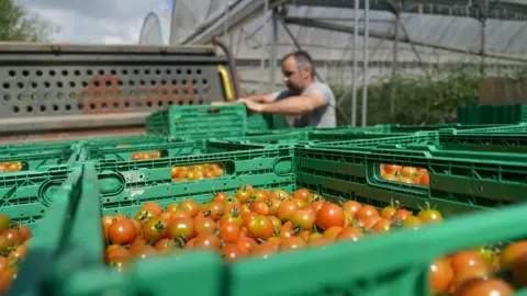 A man loads green plastic baskets of red cherry tomatoes onto the back of a lorry at polytunnels operated for Riverford Organic Farmers.