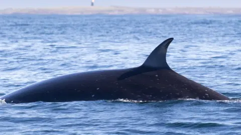 Caroline Weir Sei Whales