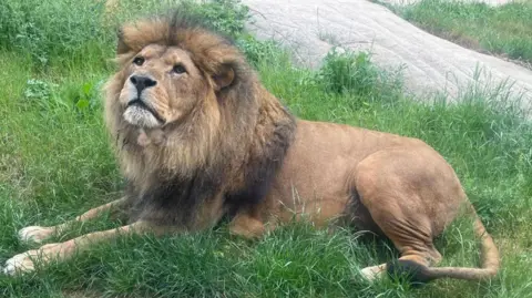 Colchester Zoological Society An African male lion pictured sitting on grass.