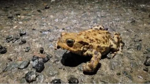 A common toad which is speckled and a light brown colour. It is on a concrete road. 