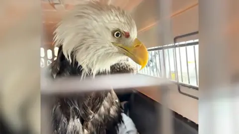 A bald eagle is seen in a cage.