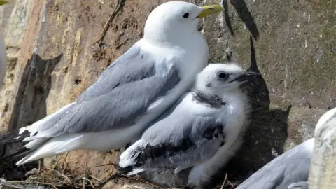 Adam Jones/Suffolk Wildlife Trust Kittiwakes