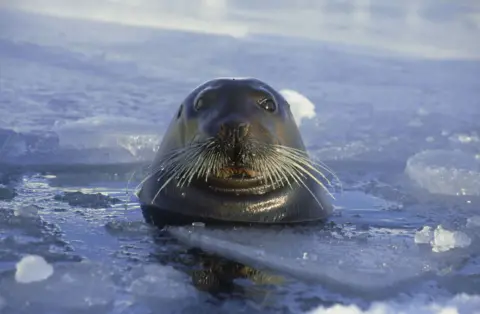 Getty Images - Doug Allan Seal’s head emerging through a hole in sea ice, surrounded by frozen water and snow in a polar environment.