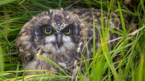 Ian Ridgers A small owl in green grass. The owl is brown and black, with dashes of white feathers. It's black beak is open and its eyes are bright yellow with large black pupils