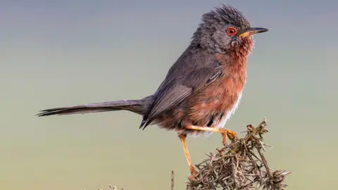A Dartford warbler sitting on some dry gorse. The small bird has a reddish-brown chest, grey-brown wings, tail and and head and red skin around its eye.
