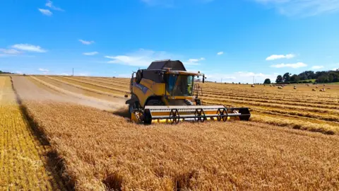 A yellow combine harvester busy at work cutting a golden field of crops under blue skies in Wimborne St Giles, Dorset. The field has rows of cut crops and in the distance you can see large bales. The sky is blue with a few small white clouds. 