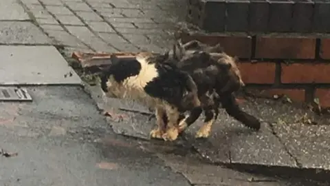 Stray Cat Rescue Team West Midlands Maximus when he was found on the streets