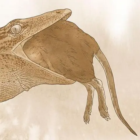 Mick Ellison An illustration depicting the reptile eating a rat-like creature. Only the rear end of the reptile's prey is visible.