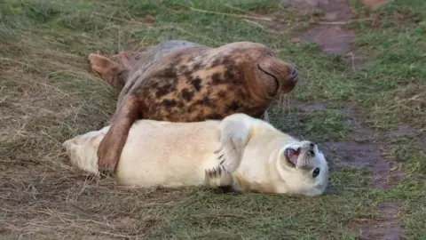 Sarah Thurlbeck “Two seals lying on grassy ground, one dark and one light, appearing close together.”