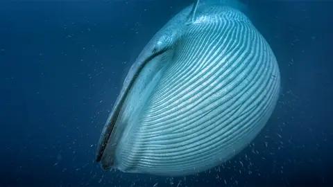 BBC/Silverback Films Blue whale