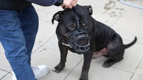 Reuters: Person bends down to muzzle a black XL bully dog