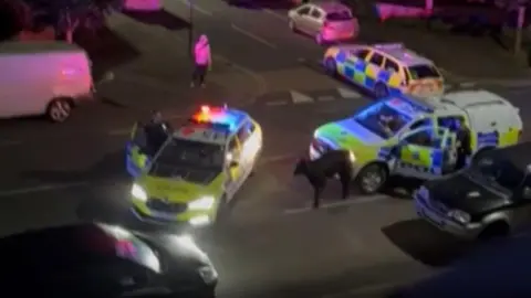 AMARJIT KHARAUD A calf is seen between two police cars in a dark residential street