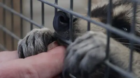 Pinch the raccoon reaches for a peanut through his enclosure cage