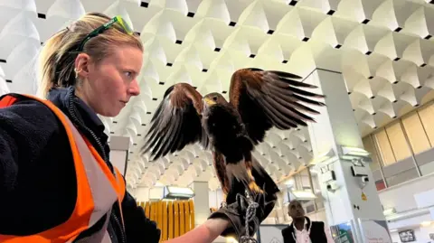 Oscar, with wings spread wide, standing on his handler's hand.