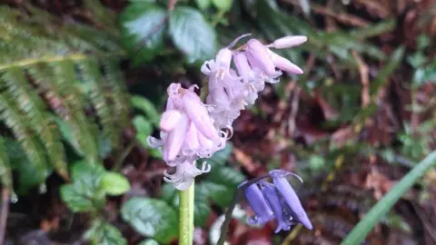 A close up of a bluebell, but instead of its violet colour it is a light pink. There are green leaves around it. 