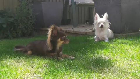 Emma Marshall Salsa (L) and Taco (R)