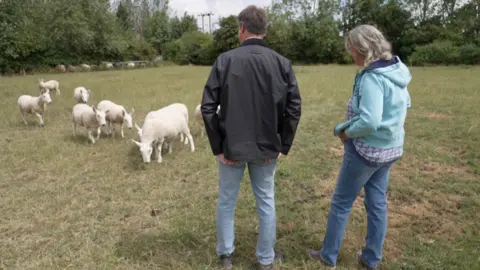 The Homers are pictured with their backs to the camera, standing in front of several white sheep grazing in a field.