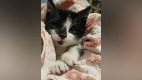 JELD-WEN A black and white kitten wrapped in a towel looks into the camera