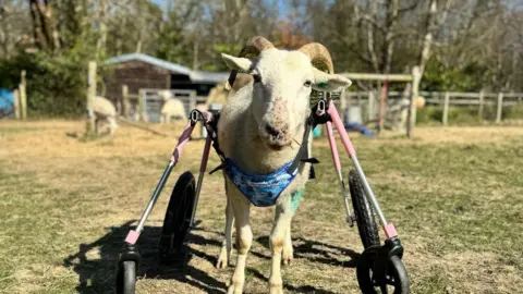 A white sheep with horns stood in a green field, with trees, other sheep, and a shelter in the background. The sheep is wearing a harness, which attaches it to four metal legs with wheels on the end.