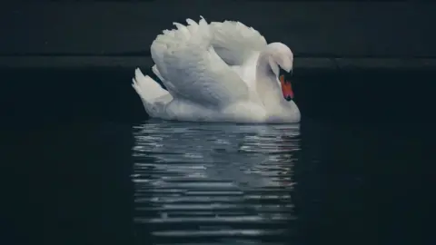 Boys in Bristol Photography A swan on the water in St George Park in Bristol