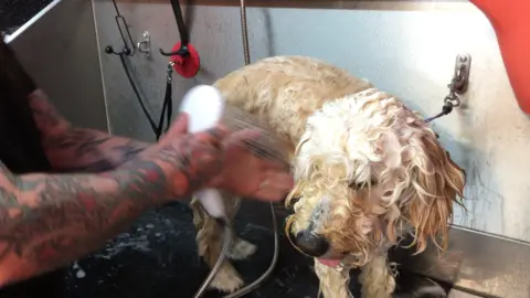 Alex the dog gets a wash
