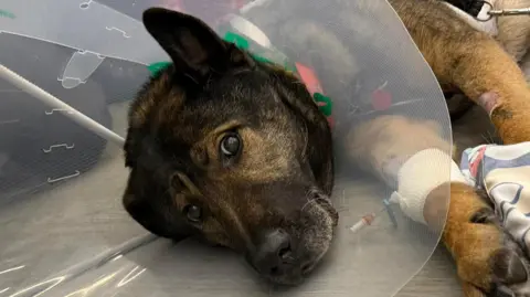 A dog lying on its side with a plastic cone around its head while looking worryingly into the camera. 