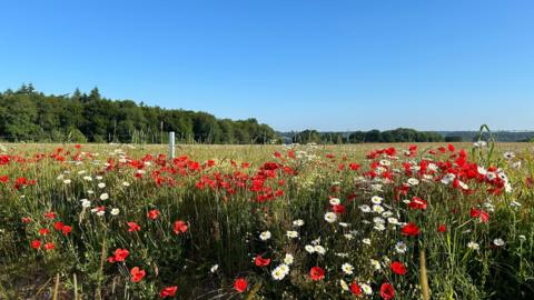 A field in a sunny-looking Tilehurst with a foreground containing bright red poppies and daisies. Behind there is a row of green trees on the horizon under a clear blue sky.
