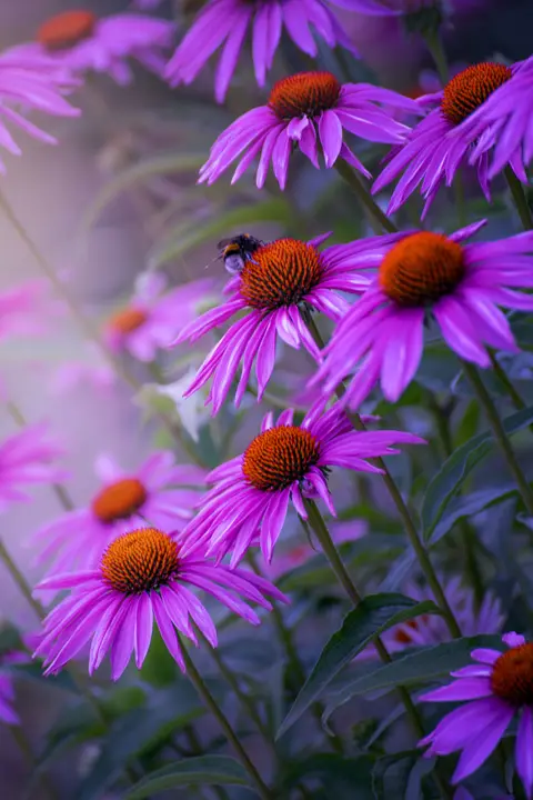 Claudia Gaupp Purple flowers with a bee on one of the flowers