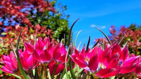 Bright pink tulips with red and green leaves on trees and bright blue sky behind