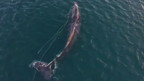 A sperm whale in the water from above. It is tangled in some rope.