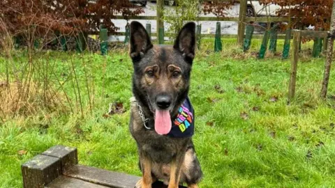 Thin Blue Paw Foundation A German Shepherd type dog perched on a wooden bench which is set amongst a piece of grass. He is smiling, looking into the camera, and has a neck scarf on that has the word Birthday on it in multi-colours.