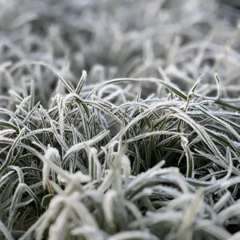 Tegan Moss A close-up view of a small tuft of very frosty blades of grass