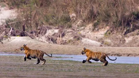 Getty Images Two young wild tigers running in Bardiya National Park, Nepal