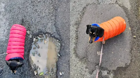 Karen Carter Dachshund Lottie Little Legs