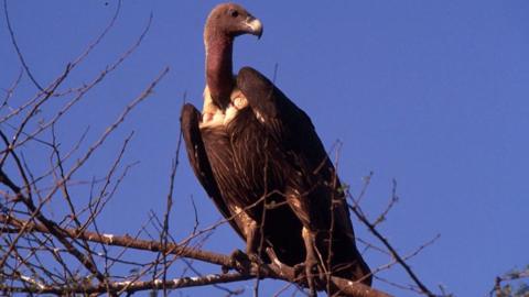 India vulture