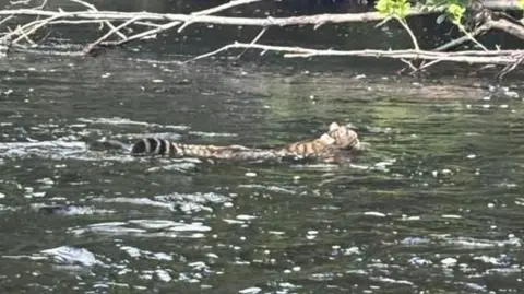 A wildcat partly submerged in water as it swims. It has a long stripy tail.