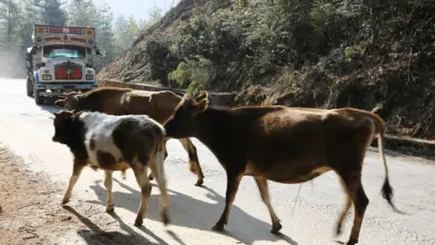 Getty Images Wandering cows in Bhutan