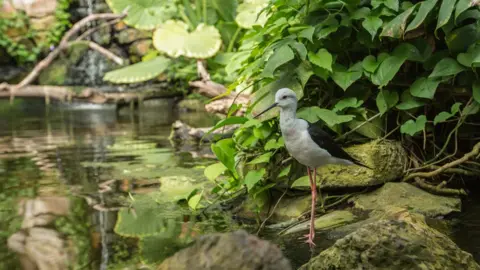 Slimbridge Wetland Centre Tropical House