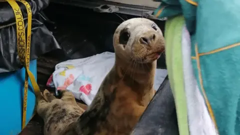 Anglesey Sea Zoo Seal pup Noel in the back of a vehicle for his journey to the RSPCA centre at Stapley Grange, Cheshire