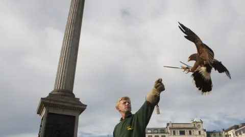 BBC News: Tom Pilston Matt Forward with his hawk in Trafalgar Square, 13 June 2020