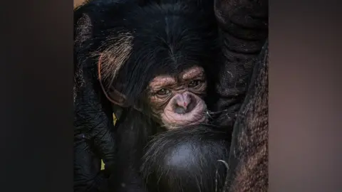 Rare baby chimpanzee