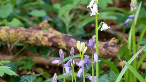 DAN SEAHAM HARBOUR LAD Hyacinthoides and bluebells sprout up from the green forest floor. There is a mossy log in the background and green shrubbery coats the ground.