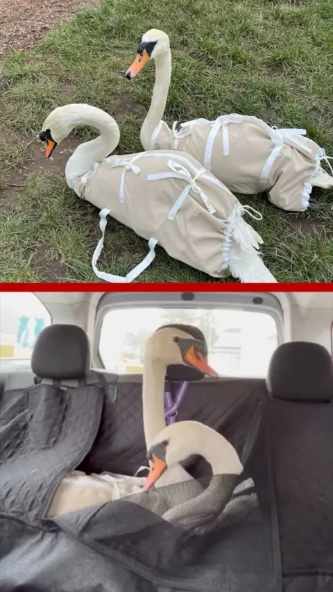 Split screen of two swans in carriers on the grass and, below, in the back seat of a car