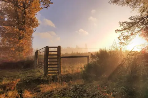 Pia/BBC Weather Watchers A farm gate in hazy sunshine on a misty day. There are trees with golden leaves next to the gate.