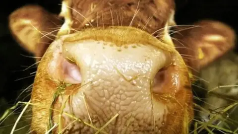 A close-up picture of a cow's nose with grass on it