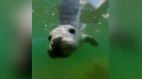 The seal swimming in green, cloudy water.