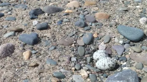 Cumbria Wildlife Trust Tern eggs at South Walney Nature Reserve. The close-up image shows two white eggs with black specks on shingle.