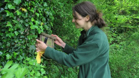 Countryside Regeneration Trust Ruth Moss, a young woman with long dark hair and wearing a green sweatshirt, checks a wooden box concealed in the foliage of a hedge.