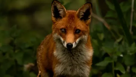 Liam McCarlie A fox staring down the lens of a camera with foliage in the background. 